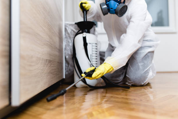 Wasp Removal Services in Pine Hills, FL
