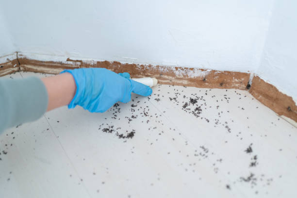 Best Residential Pest Control  in Pine Hills, FL